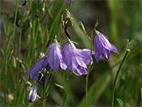 Rundblatt-Glockenblume